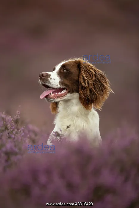 : Working Cocker Spaniel Photographed in pink heather : Working Cocker Spaniel Photographed in pink heather