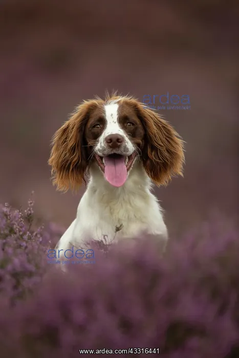 : Working Cocker Spaniel Photographed in pink heather : Working Cocker Spaniel Photographed in pink heather