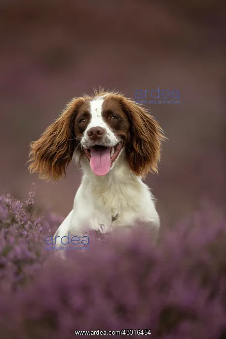 : Working Cocker Spaniel Photographed in pink heather : Working Cocker Spaniel Photographed in pink heather