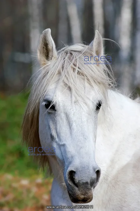 : Working Horse : Working Horse