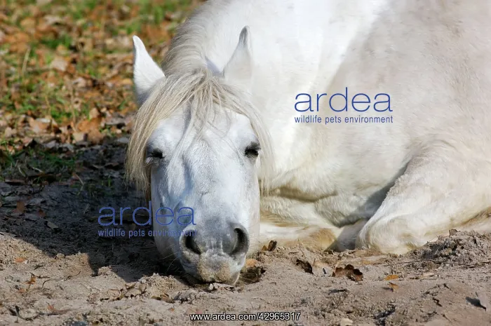 : Working Horse - lying down sleeping : Working Horse - lying down sleeping