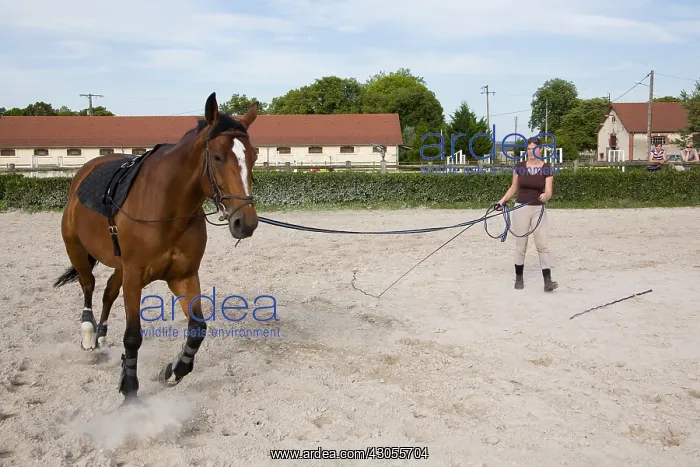 : Working with a horse runs in France : Working with a horse runs in France