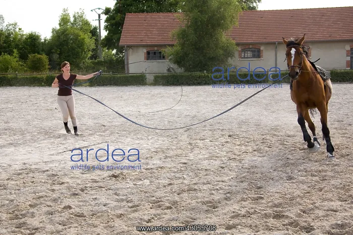 : Working with a horse runs in France : Working with a horse runs in France