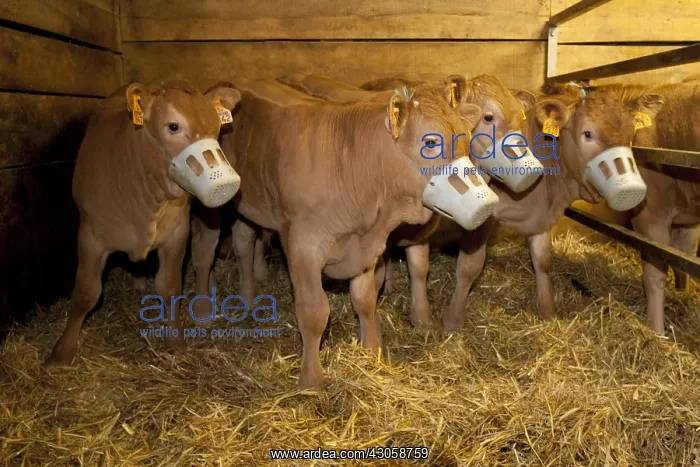 : Workshop breeding Limousin calves with dam France : Workshop breeding Limousin calves with dam France