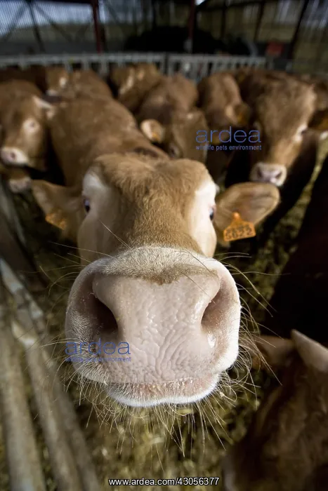 : Workshop fattening bull limousin France : Workshop fattening bull limousin France