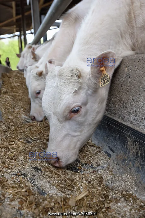 : Workshop fattening Charolais bull : Workshop fattening Charolais bull