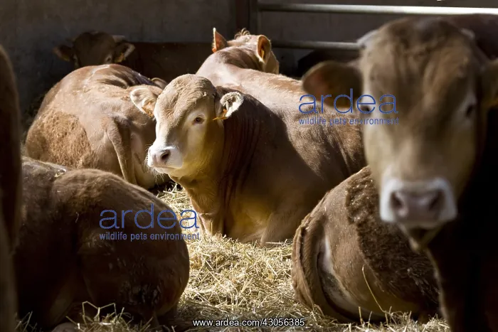 : Workshop limousin bull fattening France : Workshop limousin bull fattening France