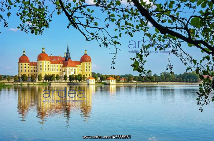 : The world-famous Moritzburg Castle near Dresden : The world-famous Moritzburg Castle near Dresden