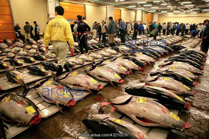 : World largest fish wohlesale market Tsukiji Auction : World largest fish wohlesale market Tsukiji Auction