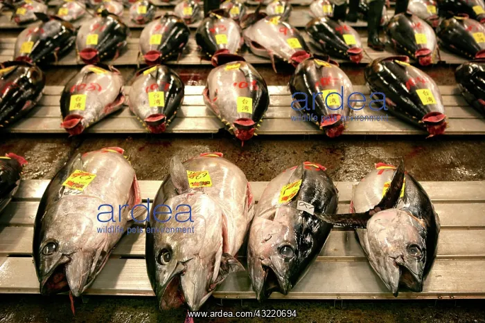 : World largest fish wohlesale market Tsukiji Auction : World largest fish wohlesale market Tsukiji Auction