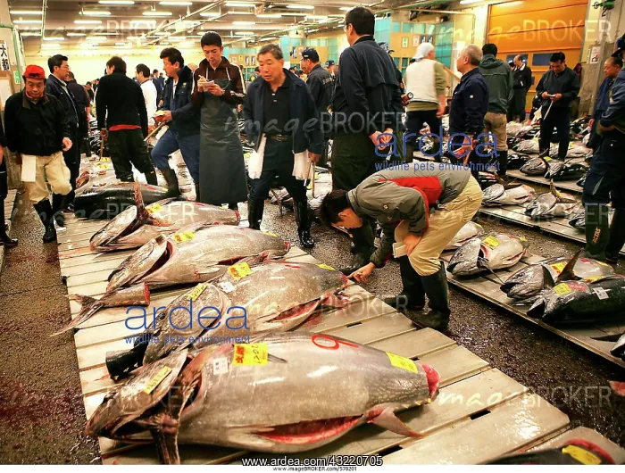  : World largest fish wohlesale market Tsukiji Auction