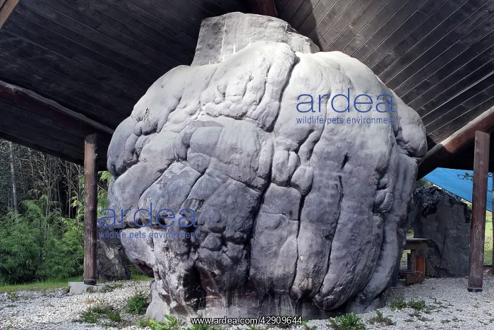 : World's largest Burl / Burr wood - tree growth : World's largest Burl / Burr wood - tree growth