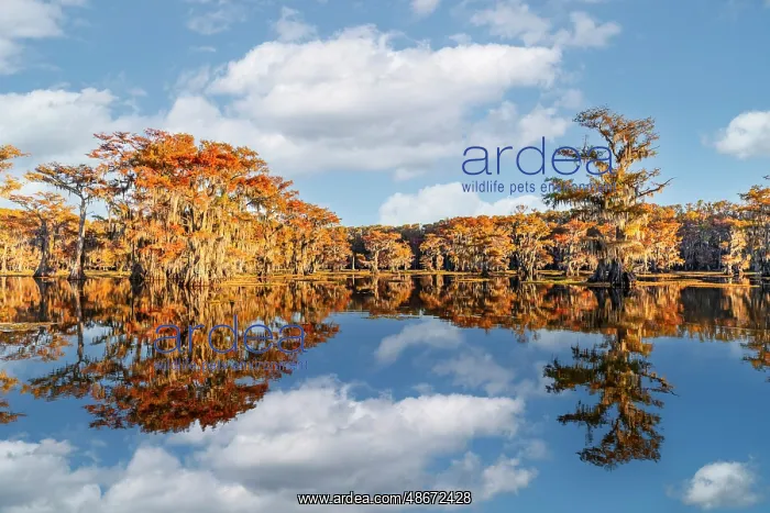 : Worlds largest cypress swamp and calm water reflecting blue : Worlds largest cypress swamp and calm water reflecting blue