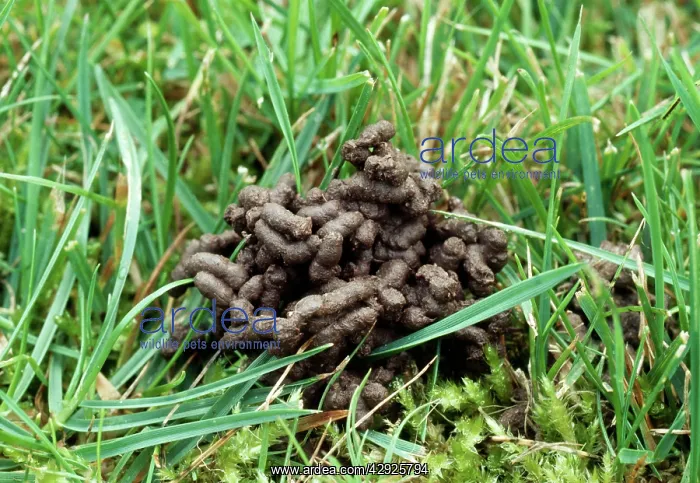  : Worm Cast - among grass