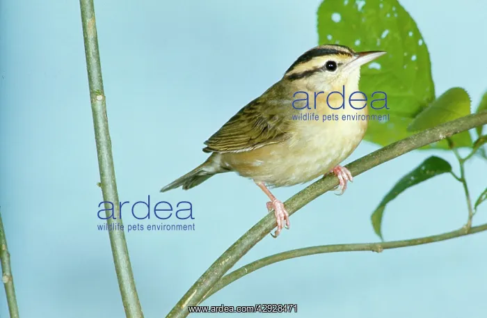 : WORM-EATING WARBLER : WORM-EATING WARBLER
