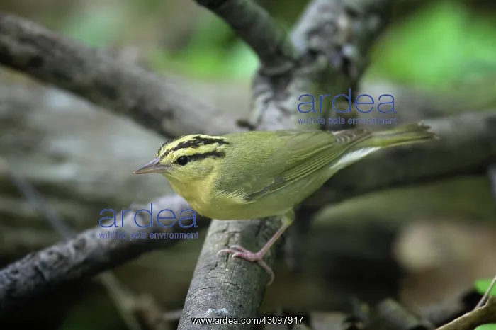 : Worm-Eating Warbler : Worm-Eating Warbler
