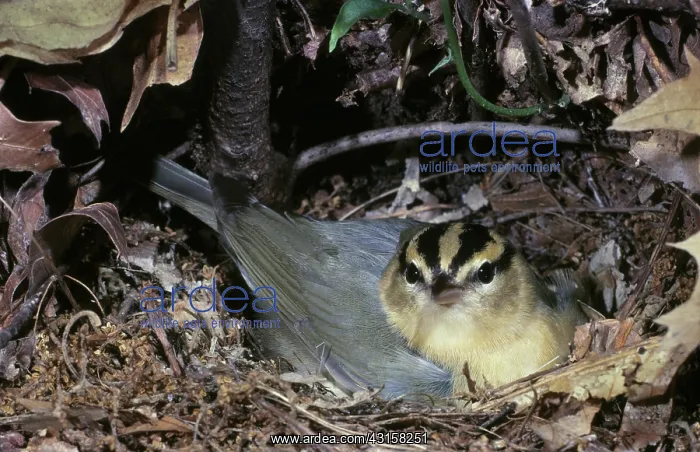 : Worm-eating Warbler : Worm-eating Warbler