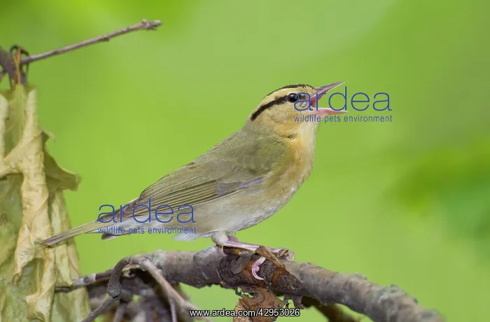 : Worm-eating Warbler - singing - spring : Worm-eating Warbler - singing - spring