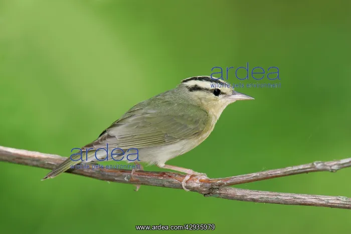 : Worm-eating Warbler - spring : Worm-eating Warbler - spring