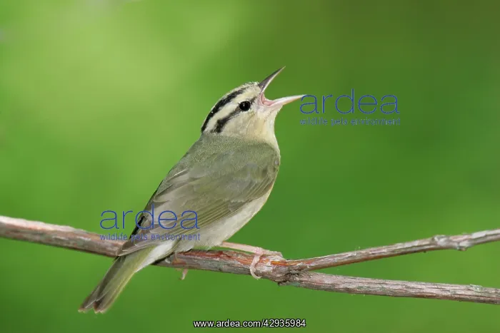 : Worm-eating Warbler - spring : Worm-eating Warbler - spring