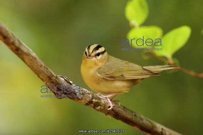 : Worm-eating Warbler - in spring : Worm-eating Warbler - in spring