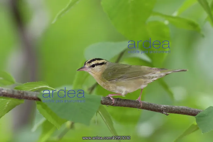 : Worm-eating Warbler - spring : Worm-eating Warbler - spring