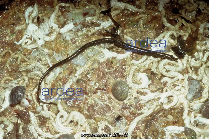 : WORM PIPEFISH : WORM PIPEFISH