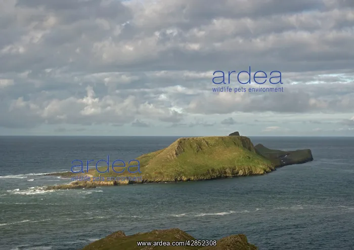 : Worms Head, Rhossili, Gower Peninsula. Limestone : Worms Head, Rhossili, Gower Peninsula. Limestone