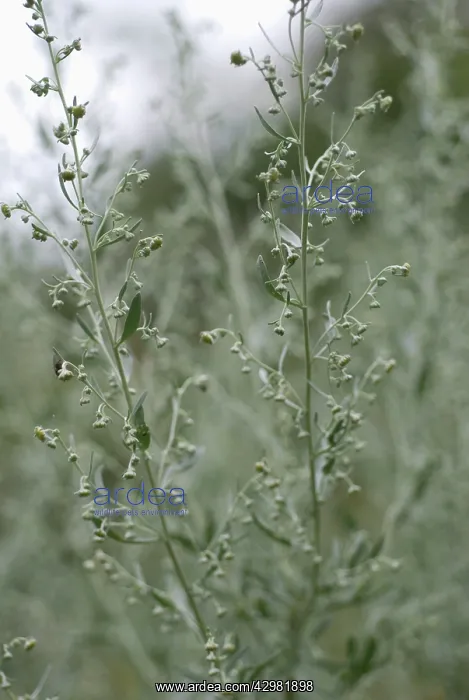 : Wormwood, Artemisia absinthium : Wormwood, Artemisia absinthium