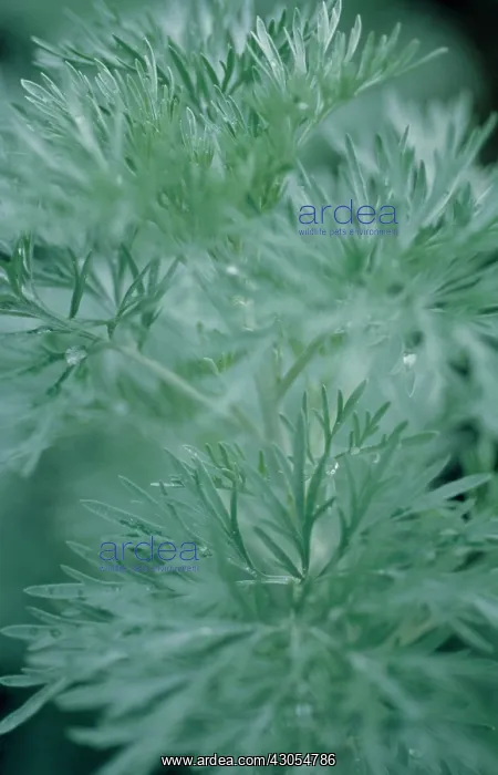 : Wormwood, Artemisia absinthium Powis Castle : Wormwood, Artemisia absinthium Powis Castle