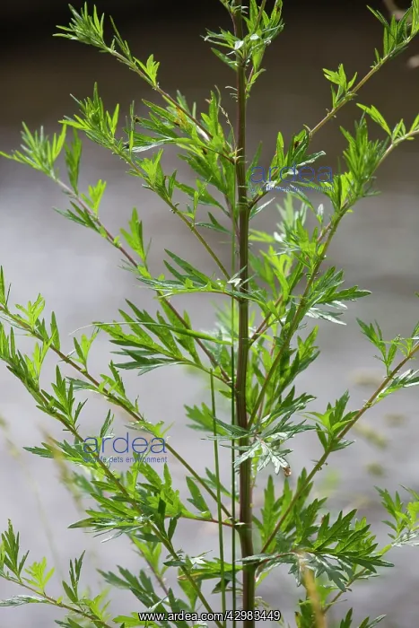 : Wormwood plant : Wormwood plant