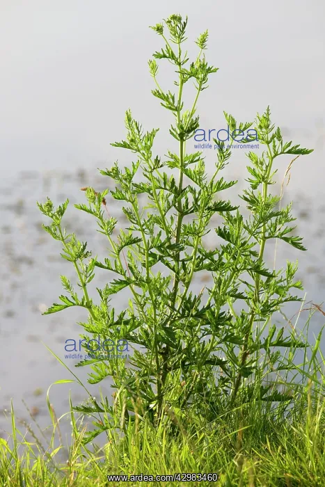 : Wormwood plant : Wormwood plant