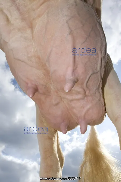 : Worse Holstein dairy cows given below : Worse Holstein dairy cows given below