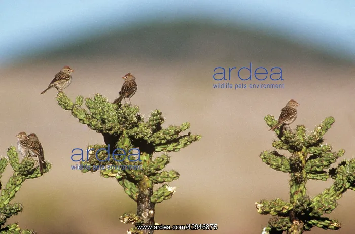 : Worthen's Sparrow - on cactus : Worthen's Sparrow - on cactus