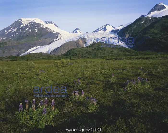 : Worthington Glacier : Worthington Glacier