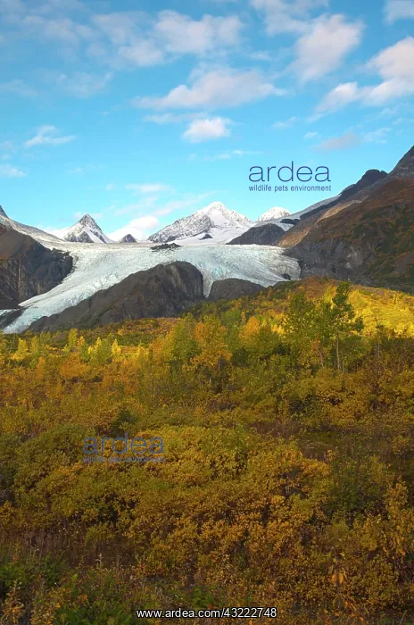 : Worthington Glacier in autumn colors, Alaska : Worthington Glacier in autumn colors, Alaska