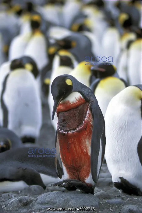 : Wounded King Penguin : Wounded King Penguin