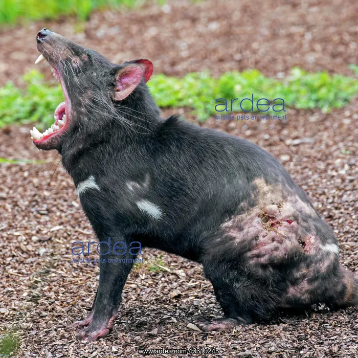 : Wounded Tasmanian devil (Sarcophilus harrisii) : Wounded Tasmanian devil (Sarcophilus harrisii)