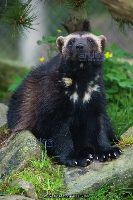 : Woverine, portrait of animal sitting and resting : Woverine, portrait of animal sitting and resting