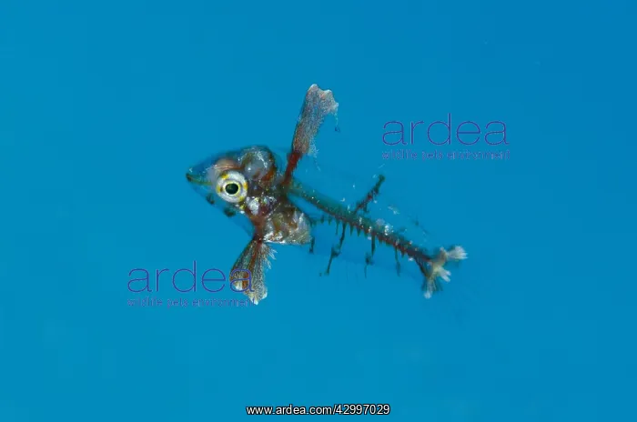 : Wrasse - juvenile - Fantasea dive site, Misool : Wrasse - juvenile - Fantasea dive site, Misool