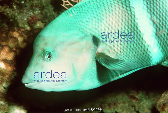 : WRASSE - Male, changed sex from female as it grew : WRASSE - Male, changed sex from female as it grew