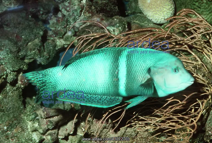 : WRASSE - male, changed sex from female as it grew : WRASSE - male, changed sex from female as it grew