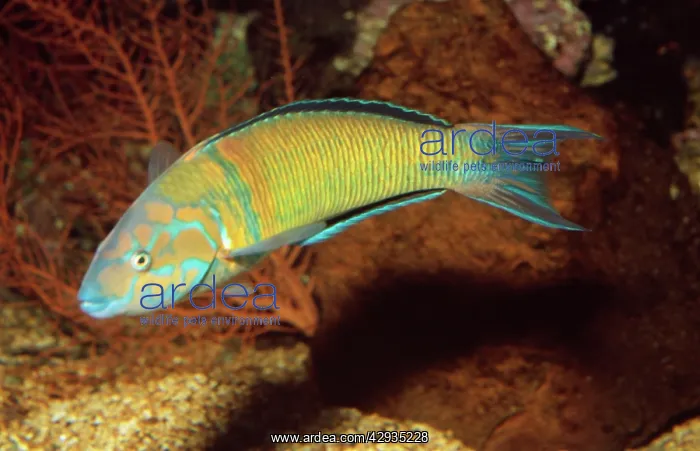 : WRASSE / Sea Peacock : WRASSE / Sea Peacock