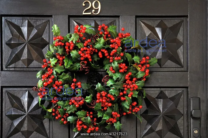 : Wreath of Holly (Ilex) with red berries on the door : Wreath of Holly (Ilex) with red berries on the door
