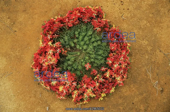 : Wreath Lechenaultia : Wreath Lechenaultia