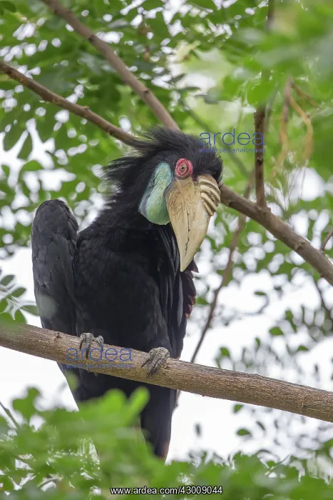 : Wreathed / Bar-pouched Hornbill : Wreathed / Bar-pouched Hornbill