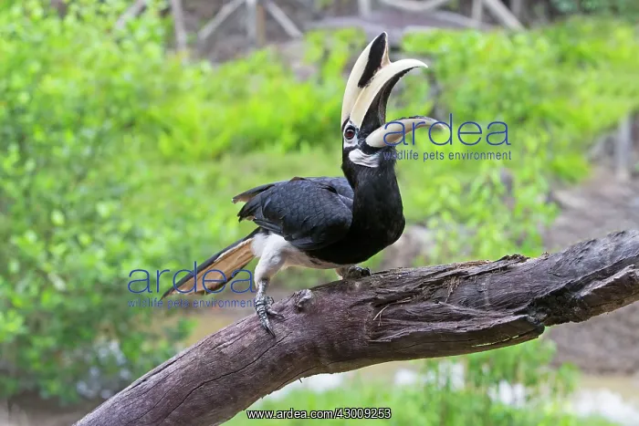 : Wreathed / Bar-pouched Hornbill calling : Wreathed / Bar-pouched Hornbill calling