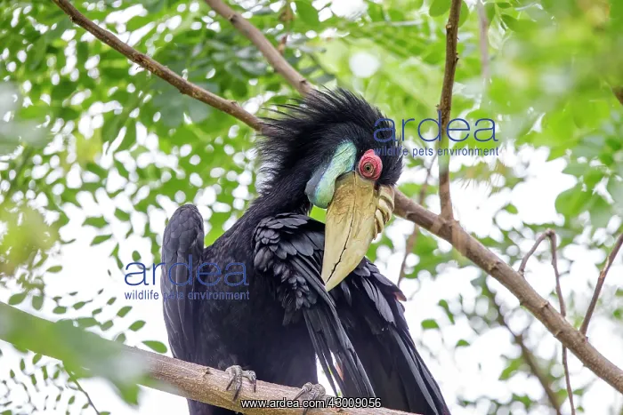 : Wreathed / Bar-pouched Hornbill preening : Wreathed / Bar-pouched Hornbill preening