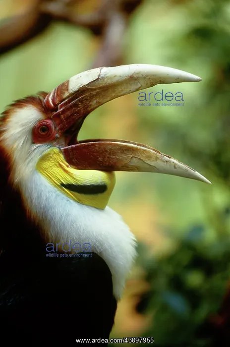 : Wreathed Hornbill : Wreathed Hornbill