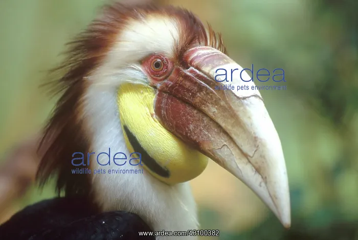 : Wreathed Hornbill : Wreathed Hornbill